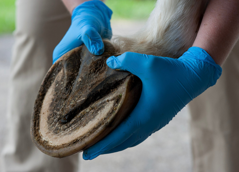 Laminitis: Prevention, Detection, and Treatment
