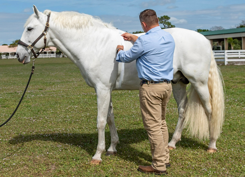 Laminitis: Is Your Horse at Risk?