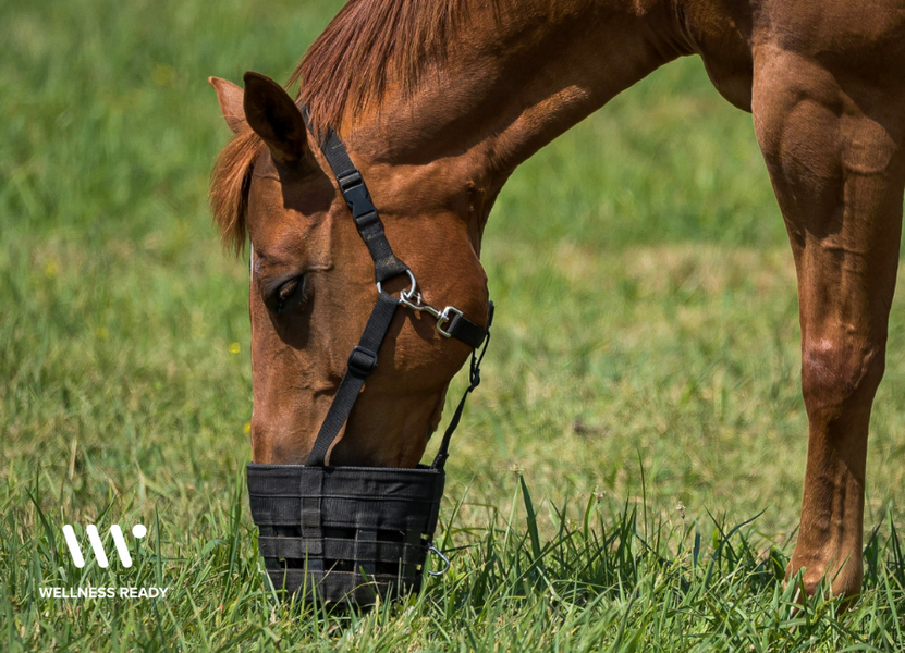 Is Your Horse Pasture Safe?