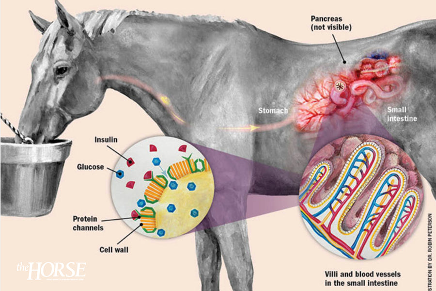 Does Your Horse Have Insulin Dysregulation?